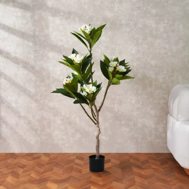 Grevia Egg Flower Tree Without Pot -130Cm