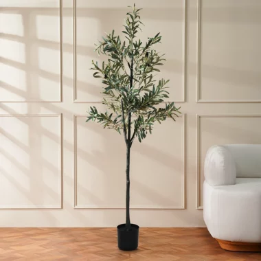 Grevia Olive Tree Without Pot -180Cm