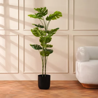 Grevia Tortoise Shell Tree Without Pot -150Cm
